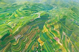 豺狼横道