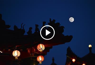 浪蝶狂蜂