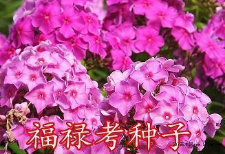 做家务