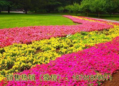 感恩