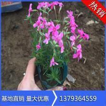 无语问苍天