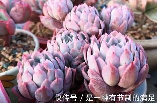 故乡的流水深情