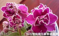 《平安夜平淡》