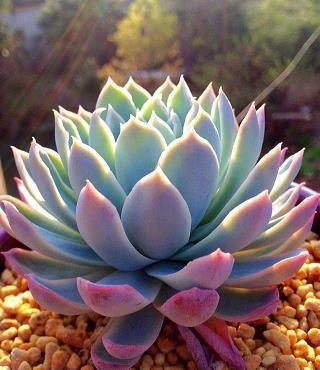 假如地球的寿命只剩三天
