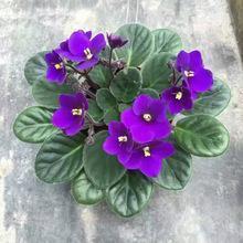 人生如玉