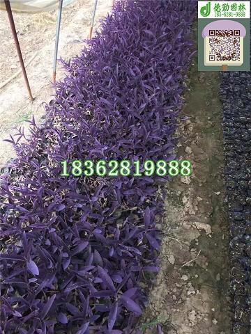 光辉的旗帜——永垂不朽