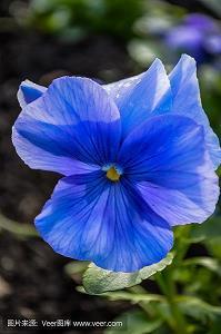 花谢香犹在