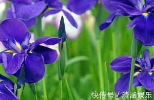 傻子不“傻”