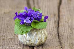 温室里的花儿