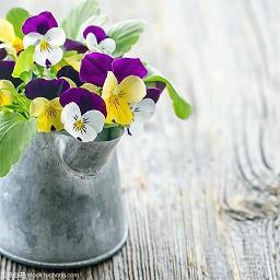 《花落青春》——顾村公园
