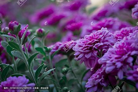 咱的纪念，咱的081