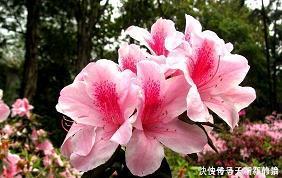 心为自然起舞