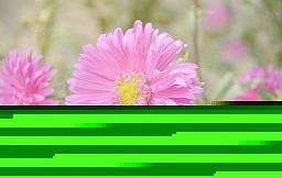 怎样学好语文