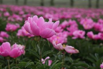 不能遗弃传统文明