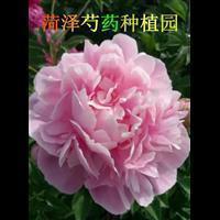 了解龙舟文化，传承革命精神