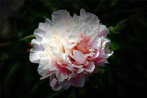 她,一触即逝
