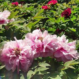 【飘落之森】