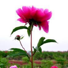 晓窗耳语