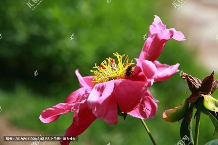 乡中访友_六年级作文_郑芳完美作文