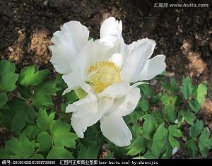 初三写网络利弊的作文600字_初中生作文,初三作文_匿名完美作文