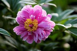 读《草房子》有感