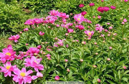 元宵节观灯