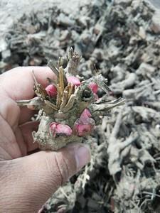 最难忘那春风拂面