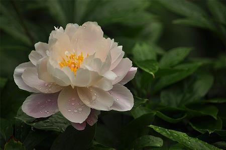 听《交通安全》讲座有感