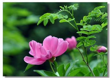 写作文，我们的虚伪，虚伪下去。