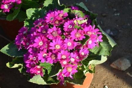 抗击春节疫情