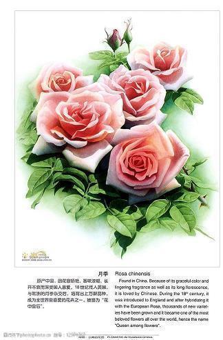 心中的阳光