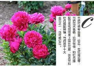 第四章海盗来袭(上)