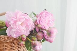 三朵梅花