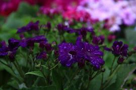 凌晨四点，花未眠(转载)