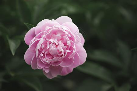 流年似水