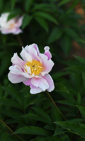 早茶随想