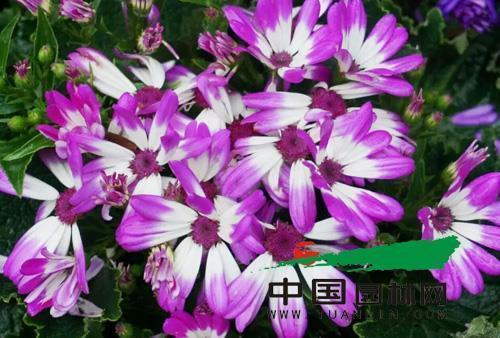 保护环境尽我一份力