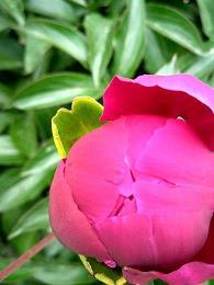 偶遇油菜花