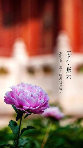 我是呆呆、傻傻的守护神
