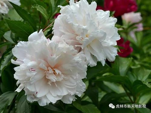 听那动人的声音