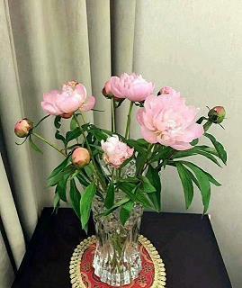 梦蝶