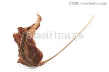 想你想你
