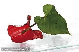 伟大的革命领袖