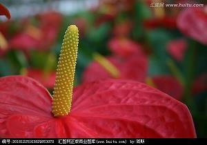 我的小伙伴