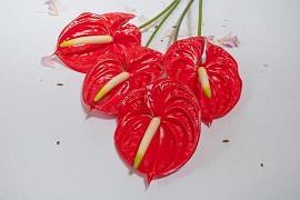 分享