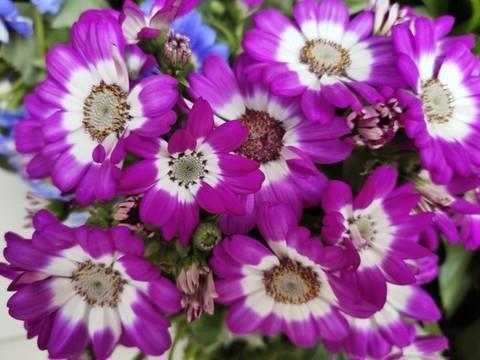 凋谢的花儿