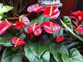 团团圆圆过新年