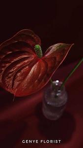 吃花绪