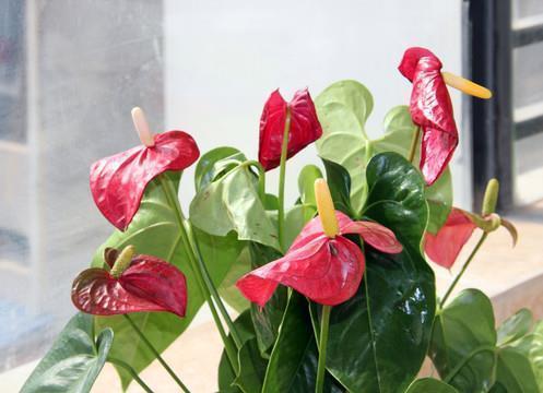 读《我的战友邱少云》有感