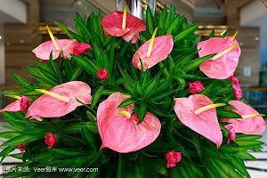 花开之后谁闻到了香气